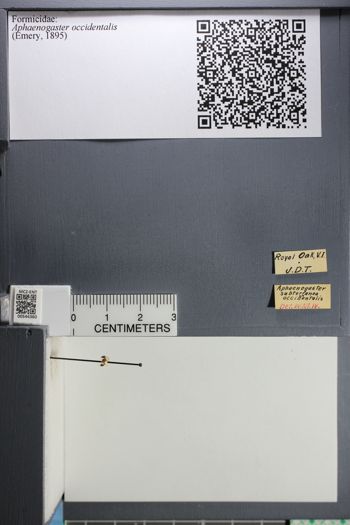 Media type: image;   Entomology 544360
